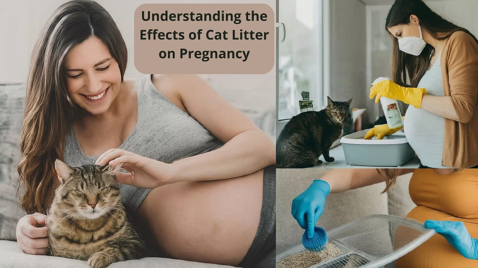 Cat litter and on sale pregnancy indoor cats